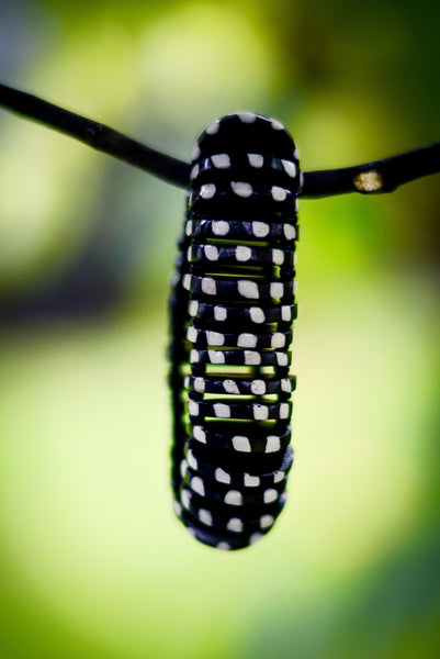 Kiwavi Bracelet - Nyora Beads